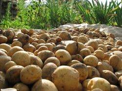 Методы посадки (выращивания) картофеля – топ 9 способов