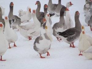 Содержание гусей зимой: чем их поить и кормить