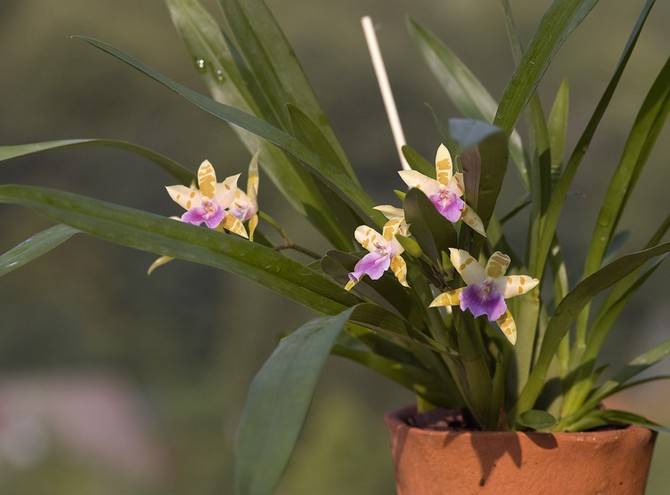 Мильтониопсис – орхидея «анютины глазки» и близкая родственница мильтонии