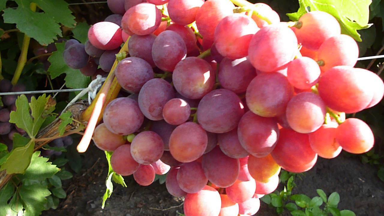 Виноград заря несветая: описание сорта, особенности выращивания