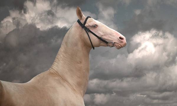 Масти лошадей: фото, определение масти лошадей, основные масти, редкие масти