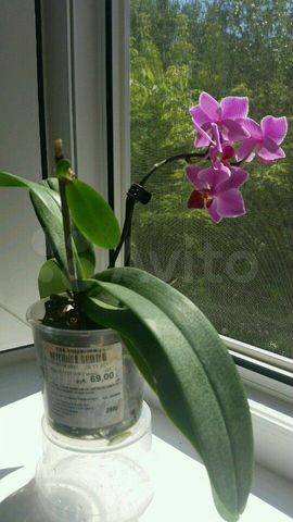 Фаленопсис домашний - уход, фото, пересадка, вредители на орхидее