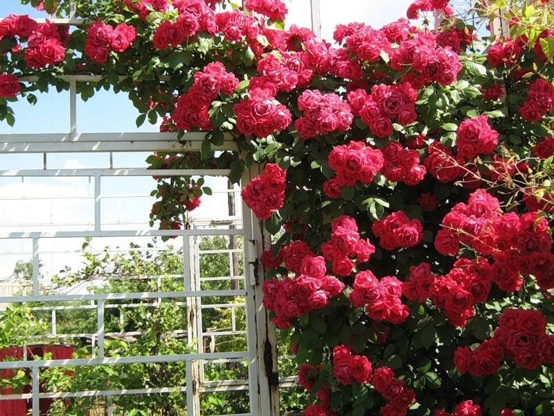 Как укрыть плетистую розу на зиму: нужная подготовка и способы, какие надо использовать материалы