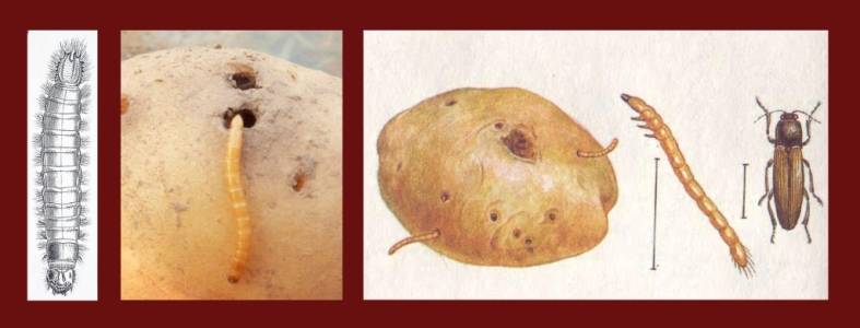 Проволочник в картошке как избавиться: препараты и народные средства + фото и отзывы