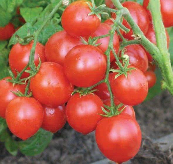 Как пасынковать помидоры в теплице правильно, схема пасынкования, сроки и время пасынкования, особенности пасынкования в теплице из поликарбоната русский фермер