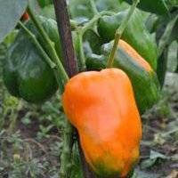 Перец биг мама: характеристика и описание сорта с фото, отзывы о семенах и урожае, особенности выращивания
