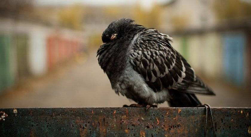 Болезни голубей: симптомы и лечение, какие опасны для человека