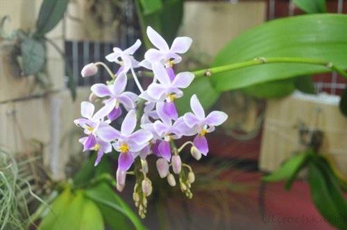 Фаленопсис, орхидея phalaenopsis. все что надо знать о ней.