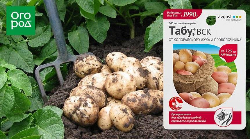 «престиж» от колорадского жука: инструкция по применению средства для картофеля, томатов, баклажан и отзывы об использовании отравы