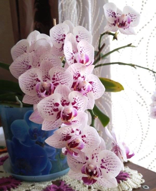 Как ухаживать за орхидеями в домашних условиях: разберется даже новичок