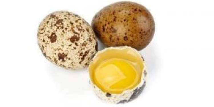 Перепелиные яйца: польза и вред для мужчин и женщин