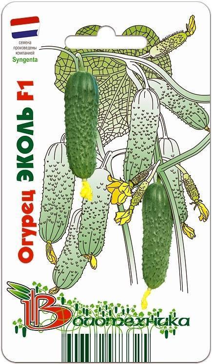 Описание сорта и особенности выращивания огурцов эколь f1