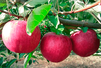 Сорт яблони слава победителям: описание, фото