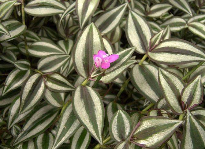 Комнатное растение традесканция: фото и описание цветка, выращивание и уход за традесканцией
