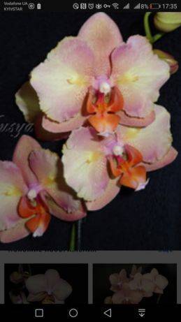 Орхидея фаленопсис бабочка — самые эффектные разновидности