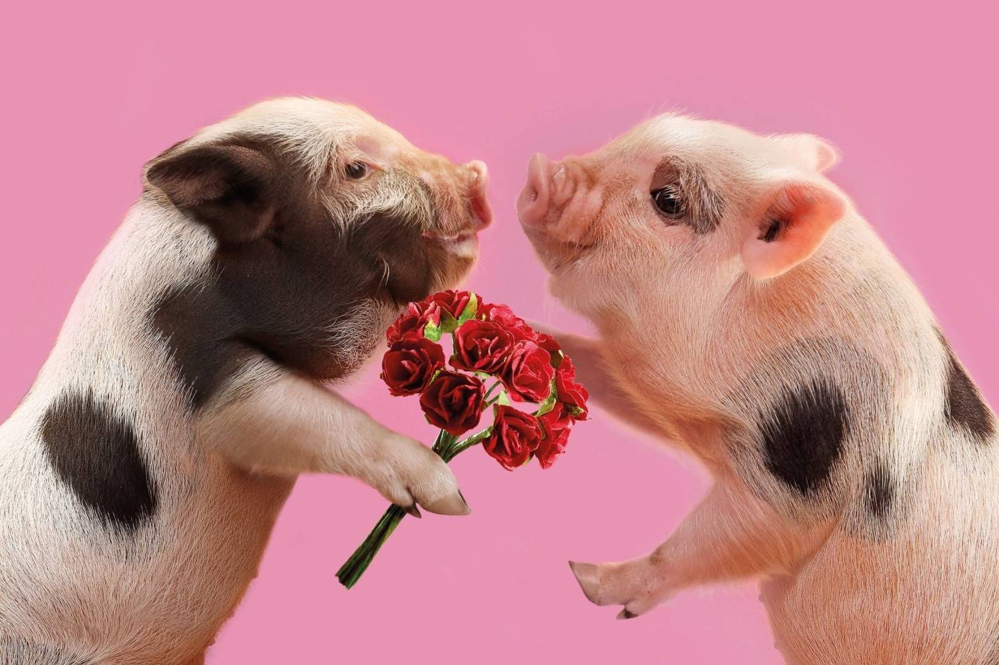 ᐉ спаривание свиней в домашних условиях - zooon.ru