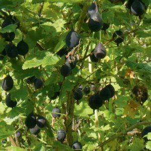 Как выращивают чёрный крыжовник?