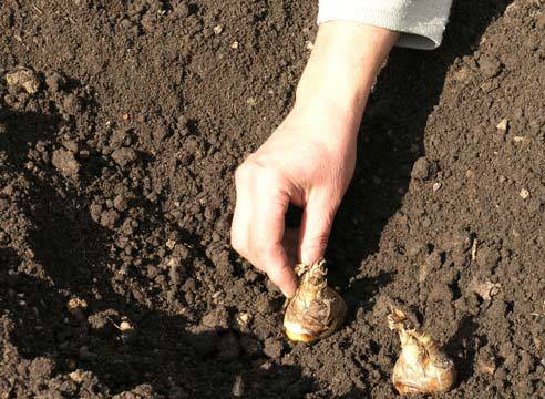 Посадка гладиолусов весной в грунт: все завист от правильной подготовки