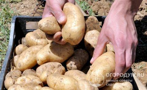 Картофель импала – ранний сорт картофеля, посадка и выращивание