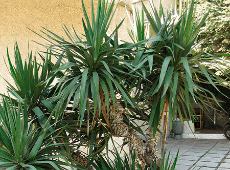 Пальма юкка – вечнозеленая красавица из семейства спаржевых
