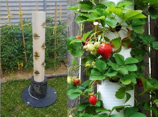 Выращиваем вертикально клубнику в трубах пвх: пошаговая инструкция