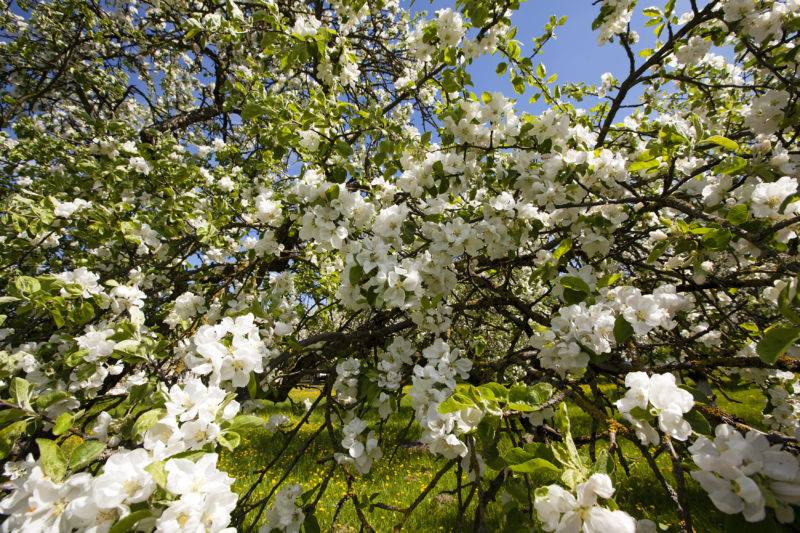 Подкормка и удобрение яблонь весной