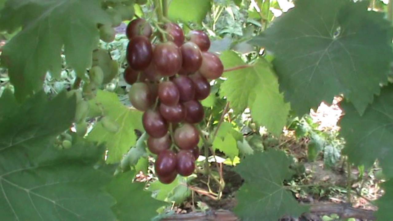 Гибридный виноград алиса: новый перспективный сорт с красивыми ягодами и необычным вкусом
