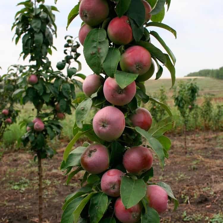 Васюган яблоня колоновидная: характеристики сорта, посадка и уход