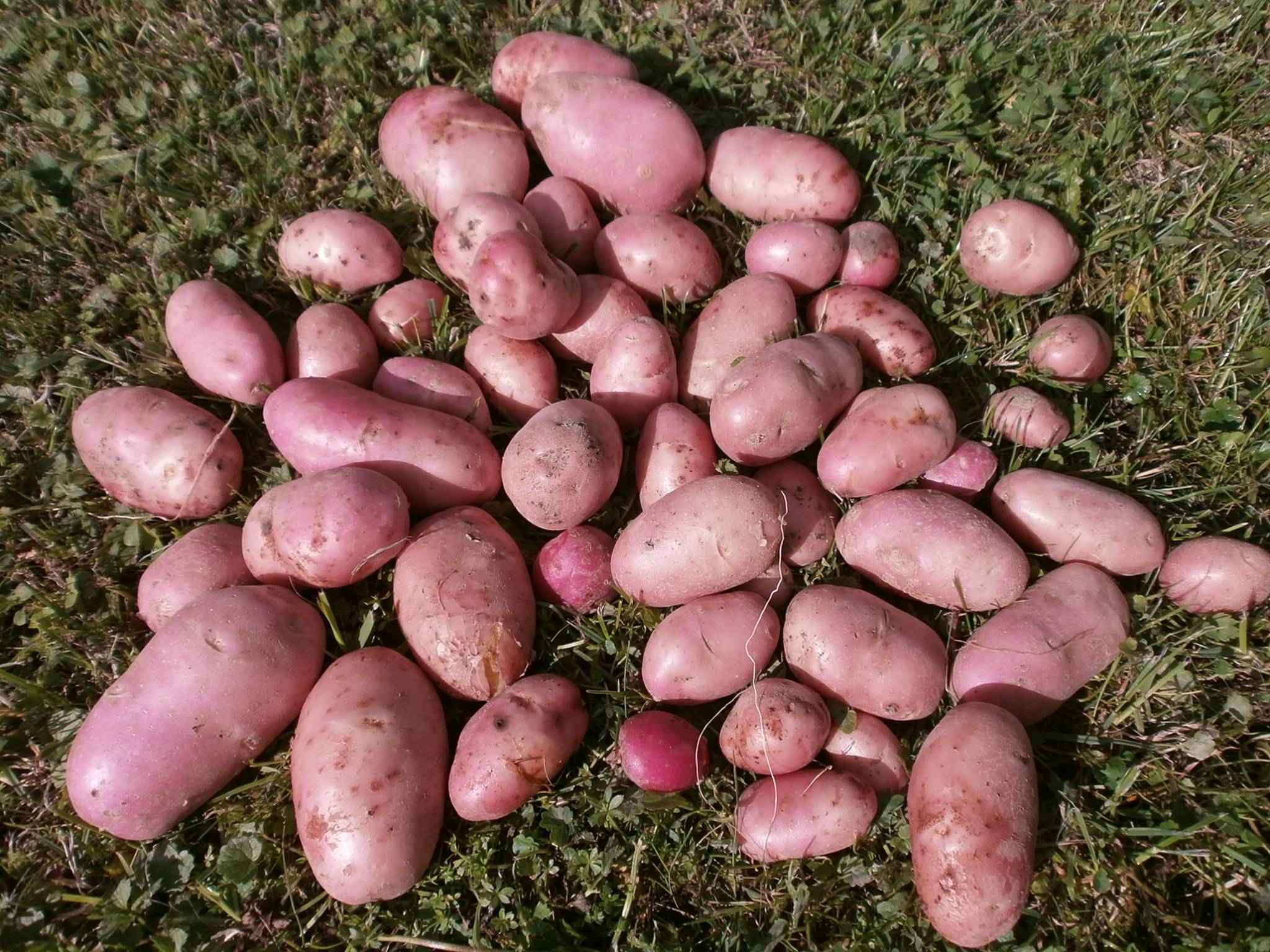 Сорт картофеля манифест: характеристика, описание с фото, отзывы