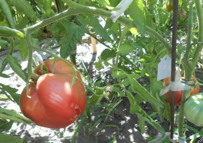 Замечательный новый сорт томата «абаканский розовый» — где и как выращивать, описание характеристик, фото помидор
