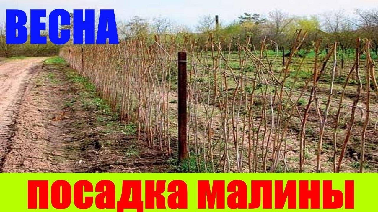 Как правильно сажать малину: пошаговая инструкция для начинающих. схема посадки малины - sadovnikam.ru