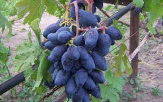 Описание винограда ромбик: как посадить, как ухаживать