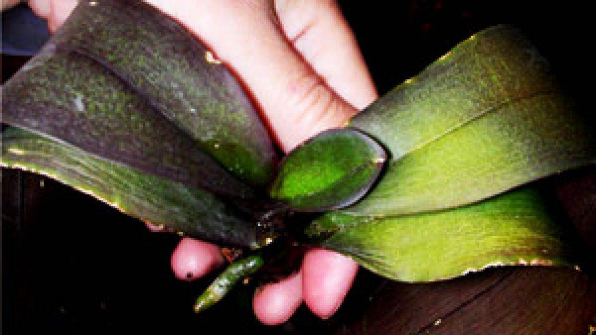 Болезни листьев орхидей: фото и советы специалистов о том, как лечить возможные проблемы