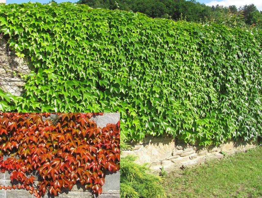 Девичий виноград: как посадить и вырастить из семян, способы размножения