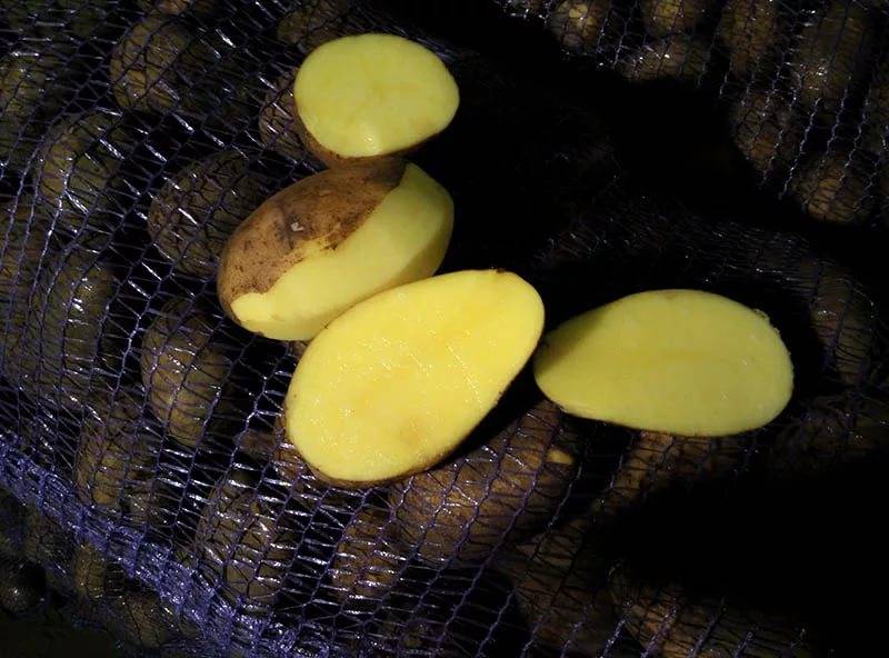 Сорт картофеля джелли: особенности и характеристика