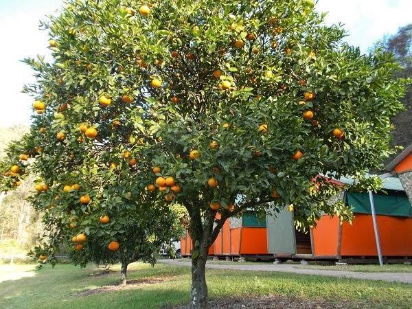 Выращивание апельсина из косточки в домашних условиях, в том числе комнатного: посадка, уход, сорта и виды, борьба с вредителями и болезнями