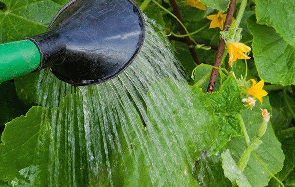 Как поливать огурцы в открытом грунте: периодичность и способы
