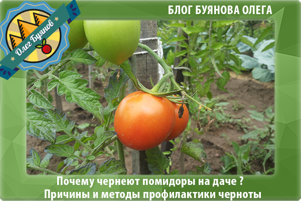Почему чернеют помидоры в теплице: плоды снизу, кусты, что делать, профилактика, фото, видео