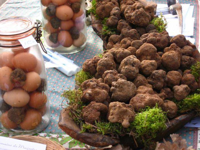 Трюфель гриб: где растет в россии, когда его собирают и какие бывают разновидности + фото