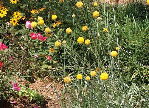 Шаровидные хризантемы: посадка и уход в открытом грунте, размножение, особенности выращивания