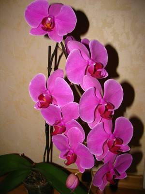 Орхидея фаленопсис: уход в домашних условиях, размножение, фото