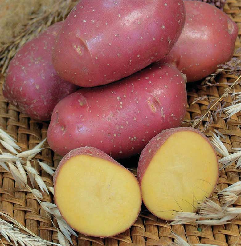 Самые рассыпчатые сорта картофеля на пюре, лучший картофель для жарки