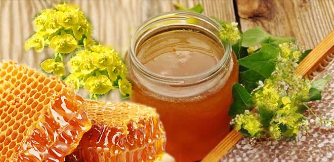 25 видов меда: полезные свойства и противопоказания +отзывы