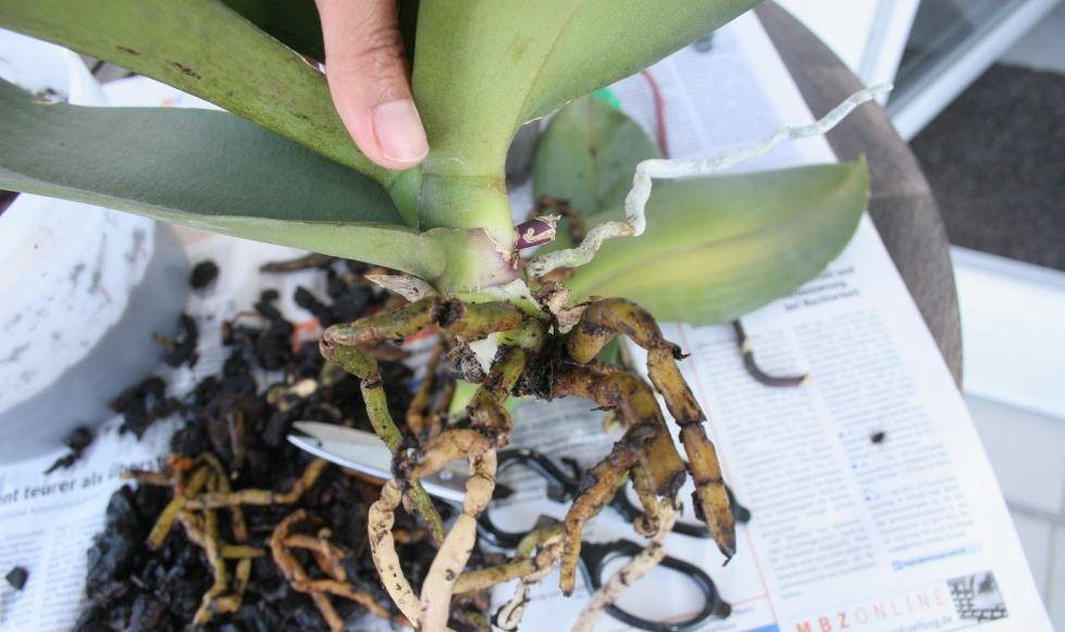 Почему у орхидеи мягкие и вялые листья