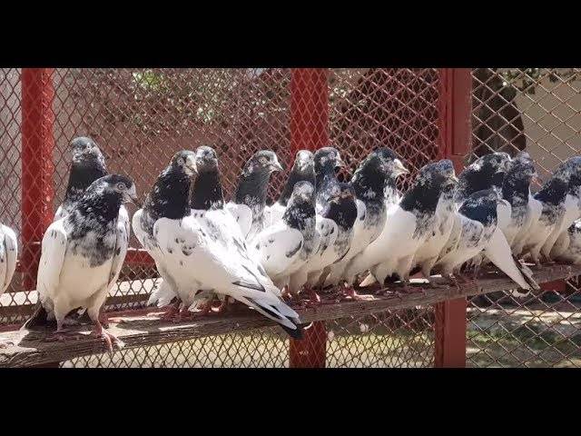 Высоколетные голуби: разновидности и их характеристика