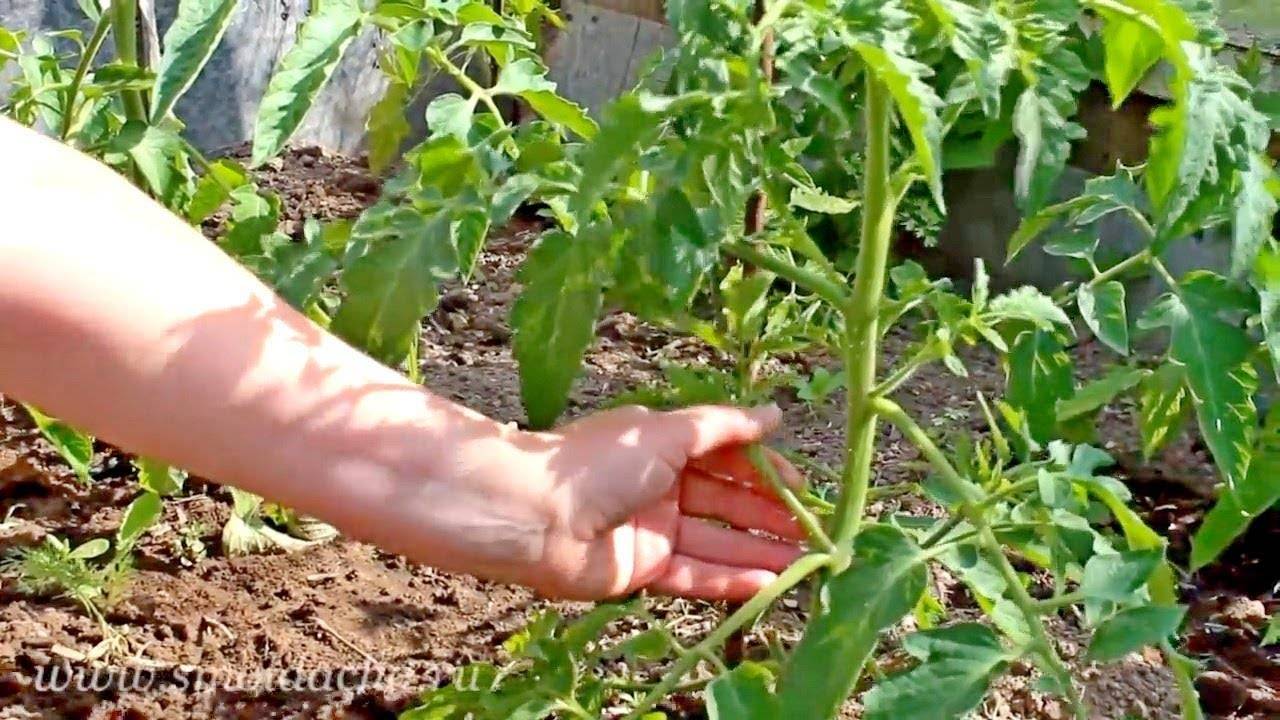 Как пасынковать помидоры: секреты профессионалов и советы сколько раз и когда можно прищеплять помидоры