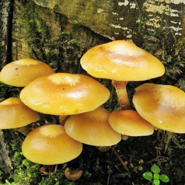 ✅ грибы липовки приморский край. съедобные грибы приморского края - живой-сад.рф