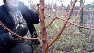 Как правильно осуществить обрезку персика: советы и видео для начинающих садоводов