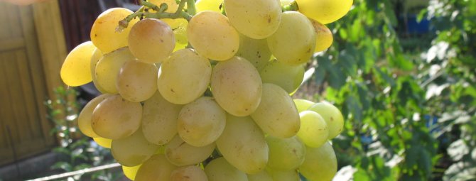 Виноград настя: описание и характеристики сорта, плюсы и минусы, выращивание