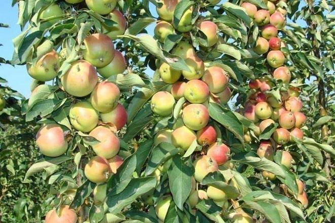 Особенности выращивания штамбовой яблони